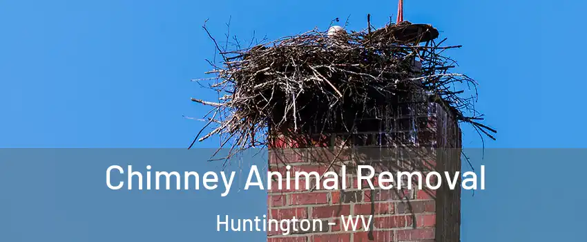 Chimney Animal Removal Huntington - WV