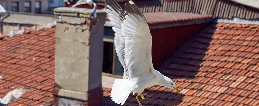 Residential Chimney Animal Removal Solution in Huntington, WV